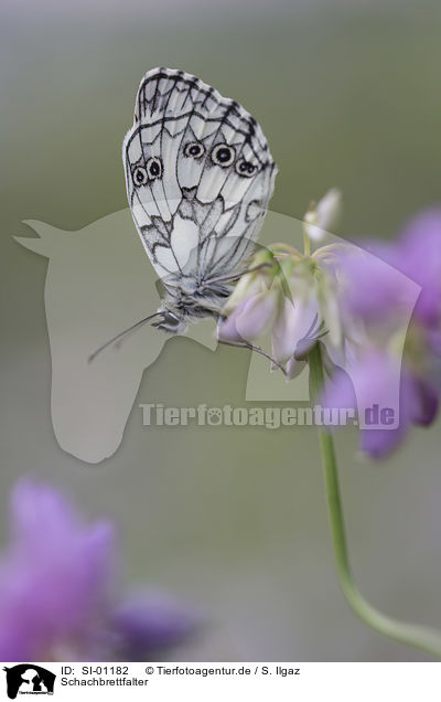 Schachbrettfalter / Marbled White / SI-01182