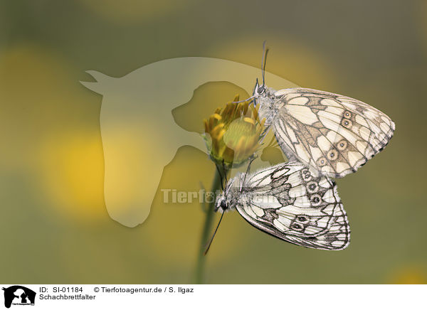 Schachbrettfalter / Marbled White / SI-01184