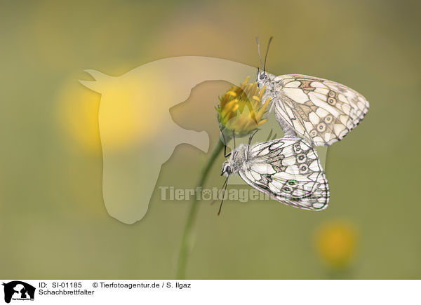 Schachbrettfalter / Marbled White / SI-01185