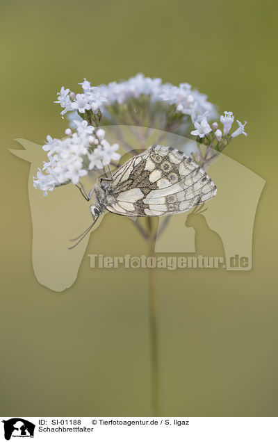 Schachbrettfalter / Marbled White / SI-01188