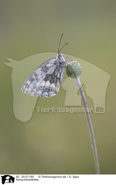 Schachbrettfalter / Marbled White / SI-01190