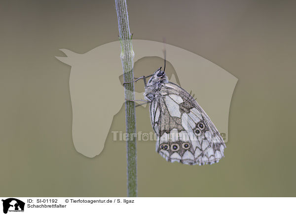 Schachbrettfalter / Marbled White / SI-01192