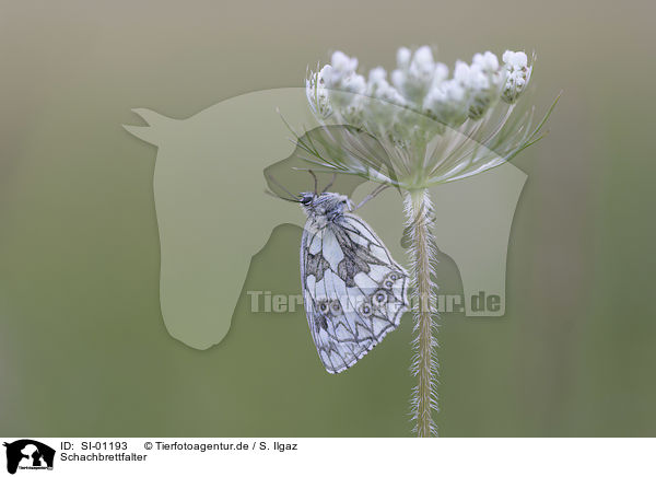 Schachbrettfalter / Marbled White / SI-01193