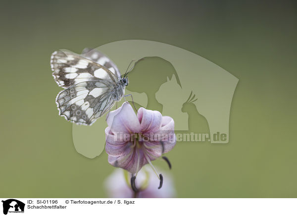 Schachbrettfalter / Marbled White / SI-01196