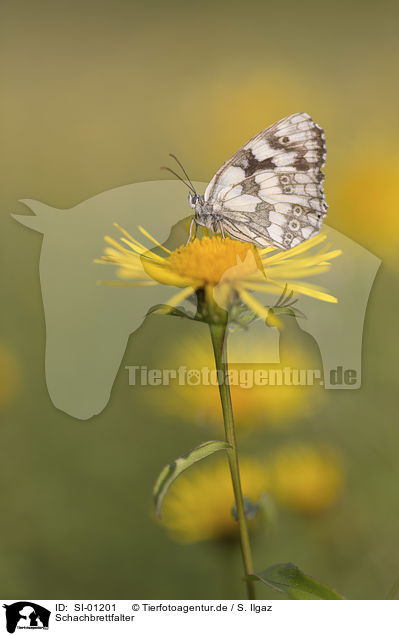 Schachbrettfalter / Marbled White / SI-01201