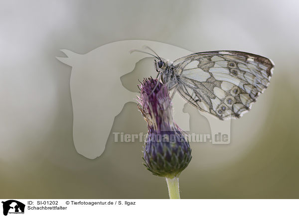 Schachbrettfalter / Marbled White / SI-01202