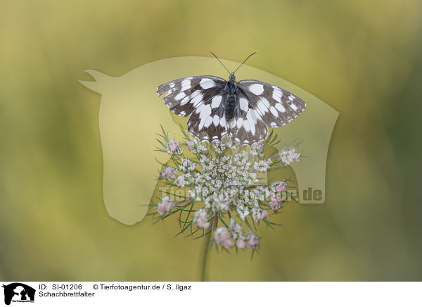 Schachbrettfalter / Marbled White / SI-01206