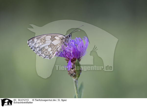 Schachbrettfalter / Marbled White / SI-01213