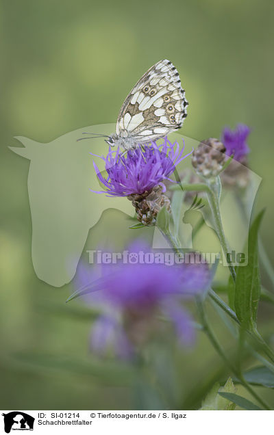 Schachbrettfalter / Marbled White / SI-01214