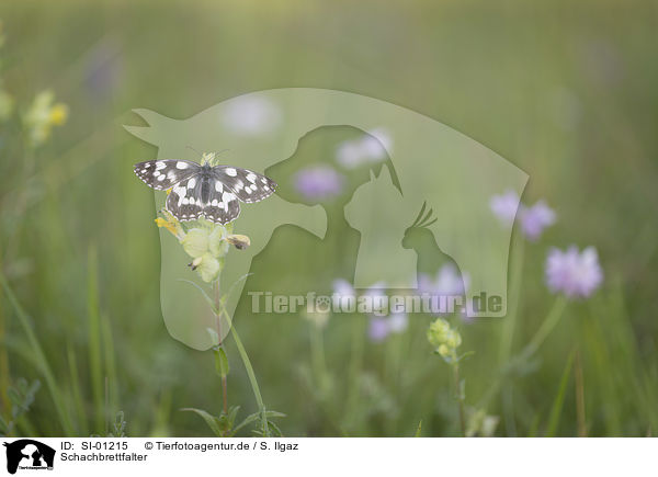 Schachbrettfalter / Marbled White / SI-01215