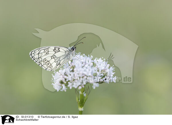 Schachbrettfalter / Marbled White / SI-01310