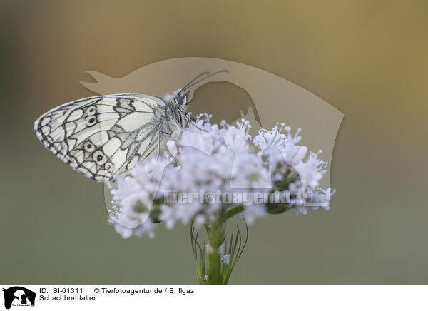 Schachbrettfalter / Marbled White / SI-01311