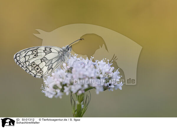 Schachbrettfalter / Marbled White / SI-01312