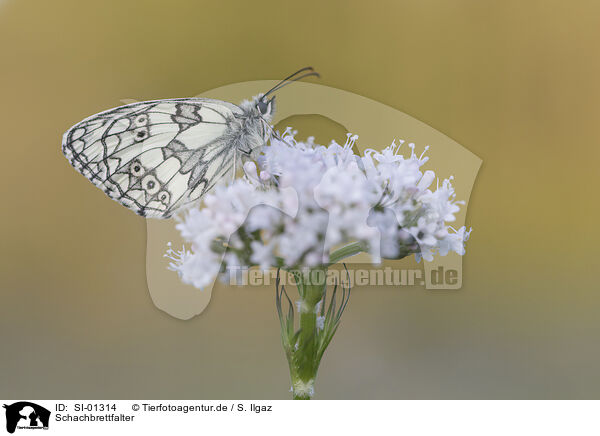 Schachbrettfalter / Marbled White / SI-01314