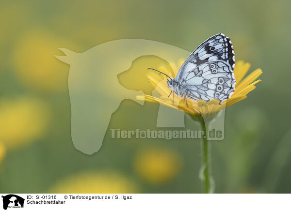 Schachbrettfalter / Marbled White / SI-01316