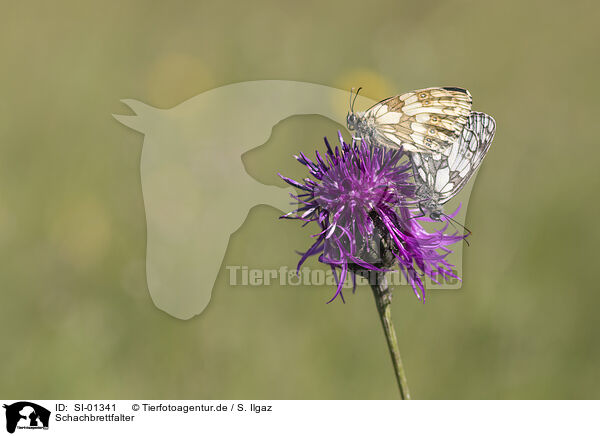 Schachbrettfalter / marbled white / SI-01341