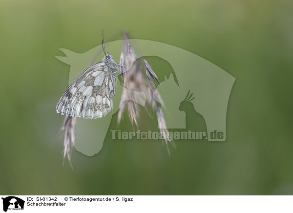 Schachbrettfalter / marbled white / SI-01342