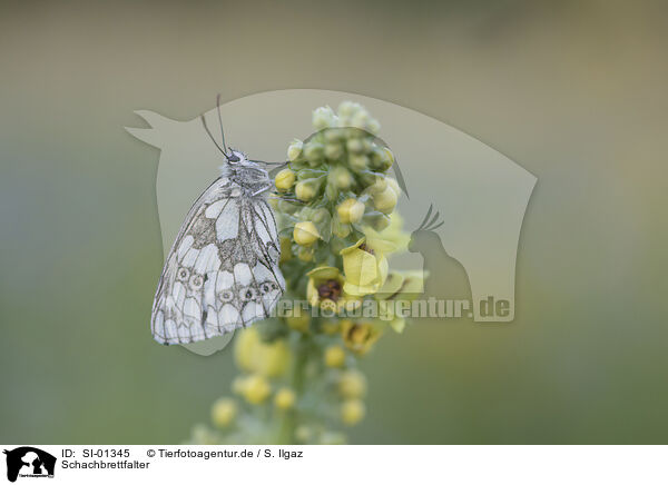 Schachbrettfalter / marbled white / SI-01345