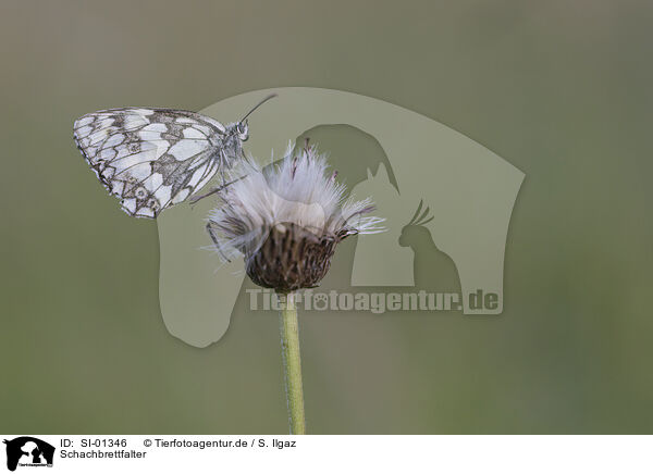 Schachbrettfalter / marbled white / SI-01346