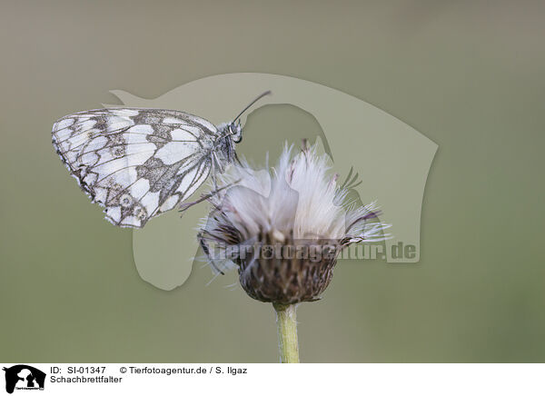 Schachbrettfalter / marbled white / SI-01347