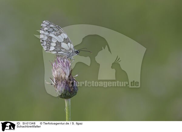 Schachbrettfalter / marbled white / SI-01348