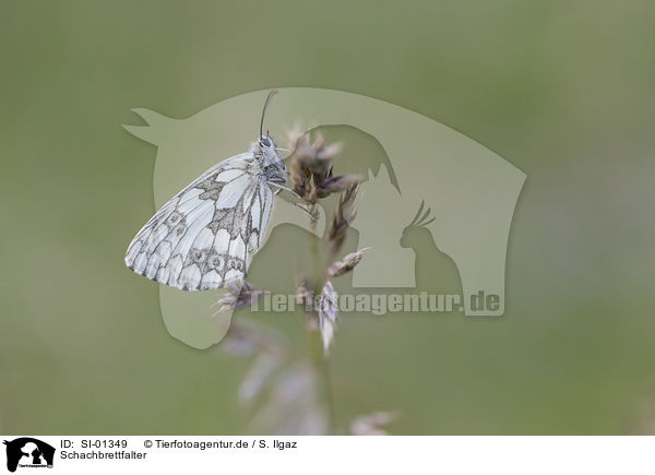 Schachbrettfalter / marbled white / SI-01349