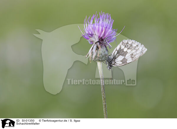 Schachbrettfalter / marbled white / SI-01350