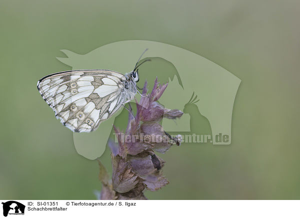Schachbrettfalter / marbled white / SI-01351