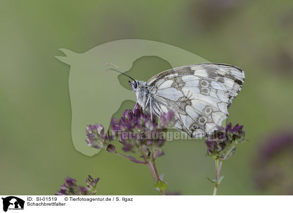 Schachbrettfalter / Marbled White / SI-01519