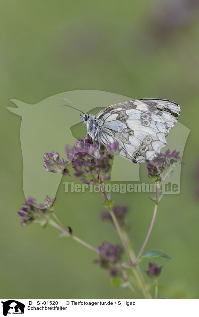 Schachbrettfalter / Marbled White / SI-01520