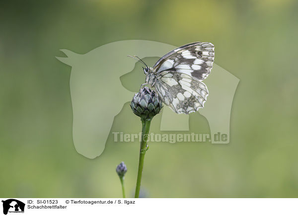 Schachbrettfalter / Marbled White / SI-01523