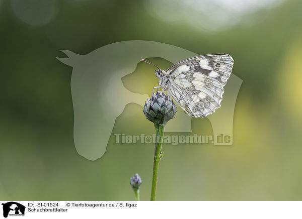 Schachbrettfalter / Marbled White / SI-01524