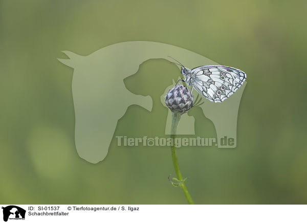 Schachbrettfalter / Marbled White / SI-01537
