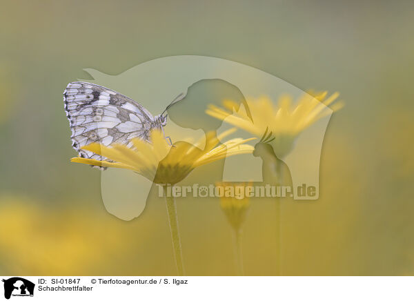 Schachbrettfalter / marbled white / SI-01847