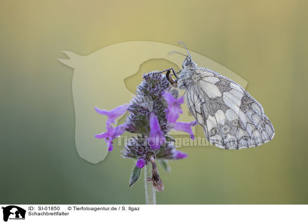 Schachbrettfalter / marbled white / SI-01850