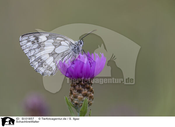 Schachbrettfalter / marbled white / SI-01857