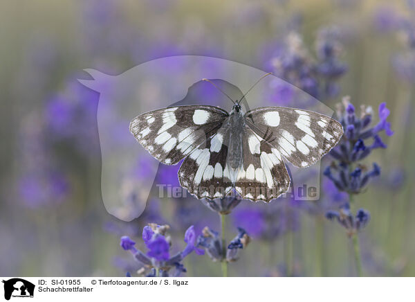 Schachbrettfalter / marbled white / SI-01955
