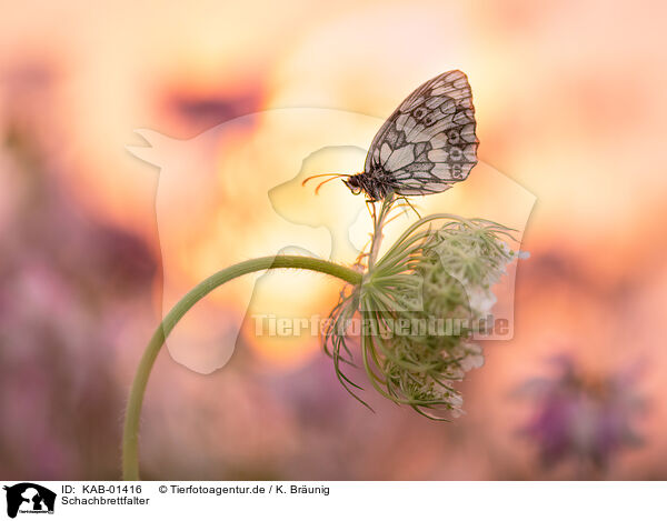 Schachbrettfalter / marbled white / KAB-01416