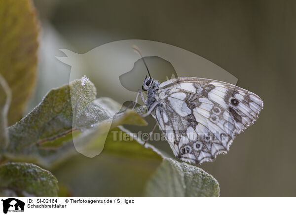 Schachbrettfalter / marbled white / SI-02164