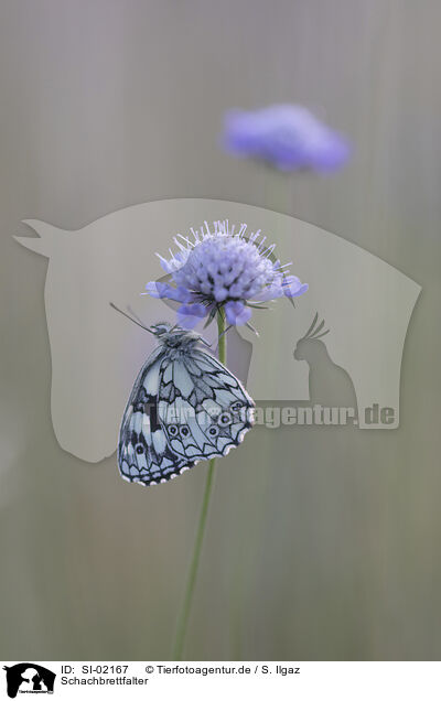 Schachbrettfalter / marbled white / SI-02167