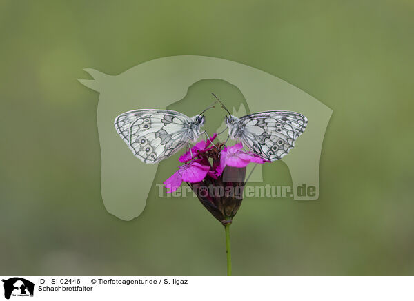 Schachbrettfalter / marbled white / SI-02446