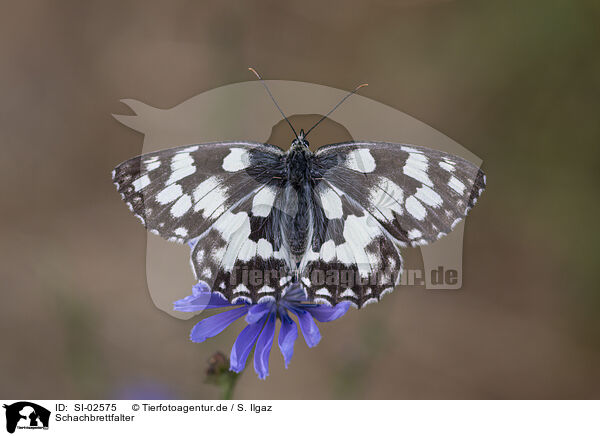 Schachbrettfalter / western marbled white / SI-02575