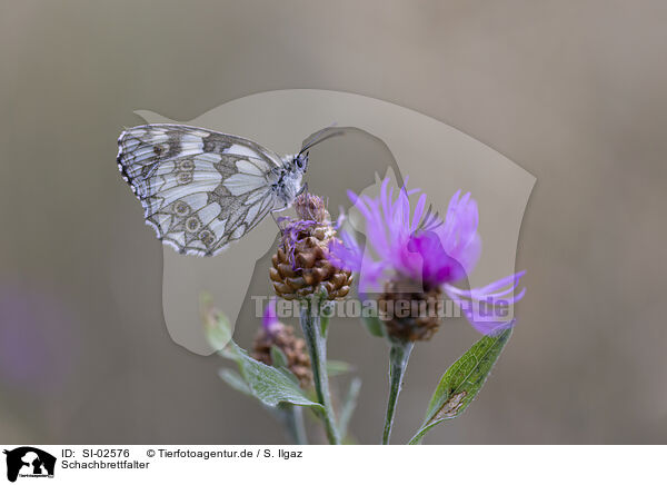 Schachbrettfalter / SI-02576