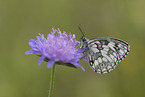 Schachbrettfalter