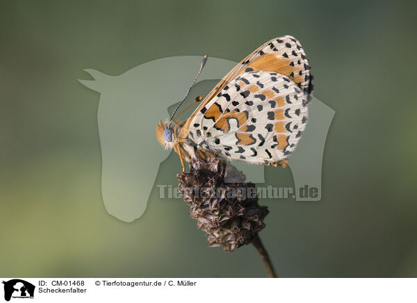 Scheckenfalter / heath fritillary / CM-01468