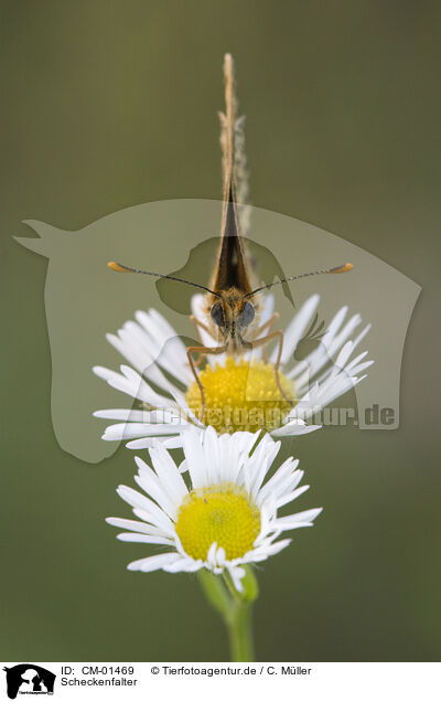 Scheckenfalter / heath fritillary / CM-01469