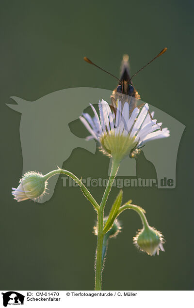 Scheckenfalter / heath fritillary / CM-01470