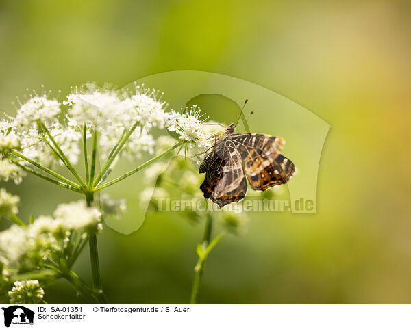 Scheckenfalter / heath fritillary / SA-01351