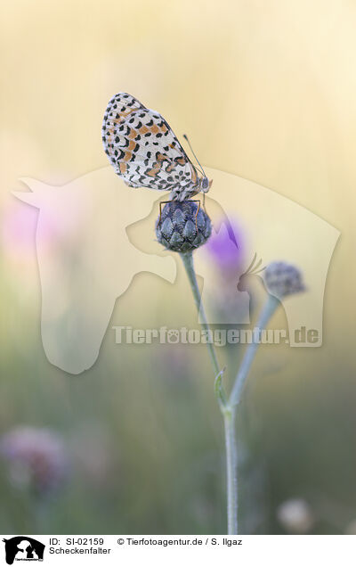 Scheckenfalter / heath fritillary / SI-02159