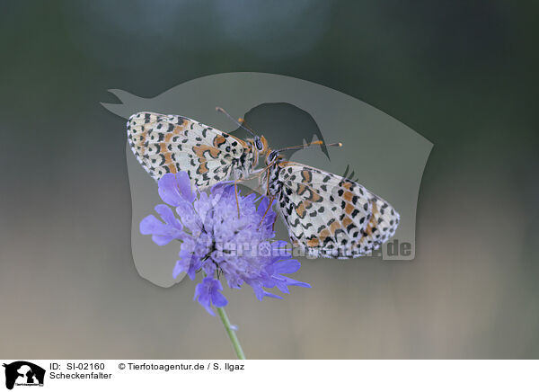 Scheckenfalter / heath fritillary / SI-02160